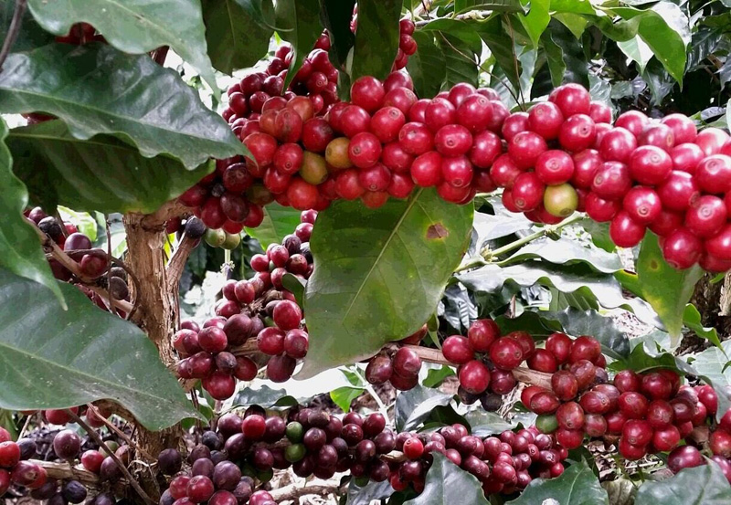 IRORI焙煎師オススメ　珈琲豆１００ｇ×3種セット