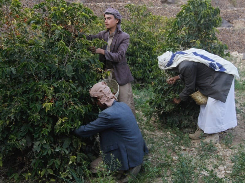 イエメン　モカハラズ　シャムス　500ｇ